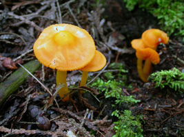 Hygrocybe marginata – The larger bright yellow-orange cap has a broad rounded yellow umbo.
